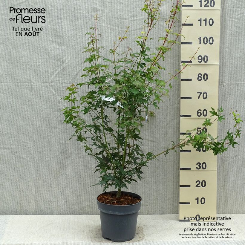 Exemplaar van Acer palmatum Tsukasa Silhouette - Japanse esdoorn Pot van 6 l/7 l zoals geleverd in de zomer