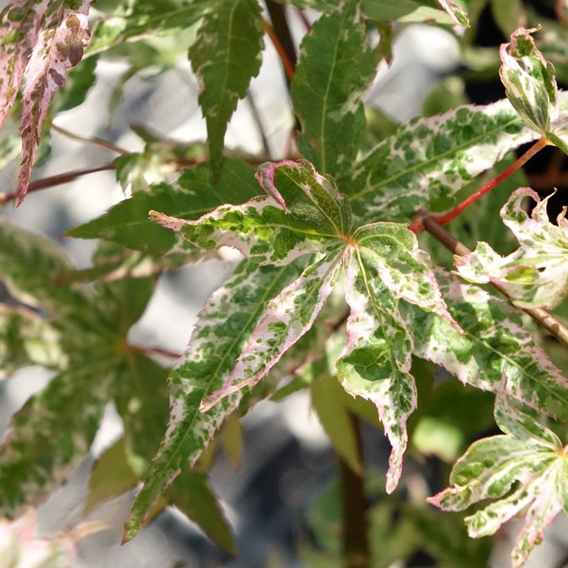 Acer palmatum Ukigumo - Japanse esdoorn (Blad)
