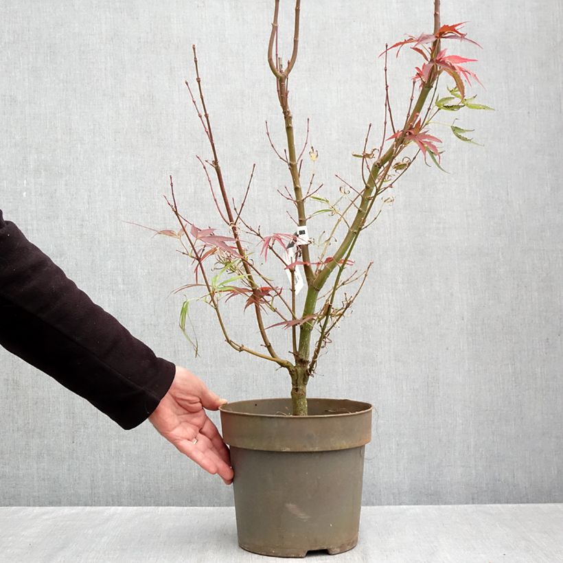 Exemplaar van Acer palmatum var. linearilobum Villa taranto - Japanse esdoorn Pot van 4 l/5 l zoals geleverd in de herfst