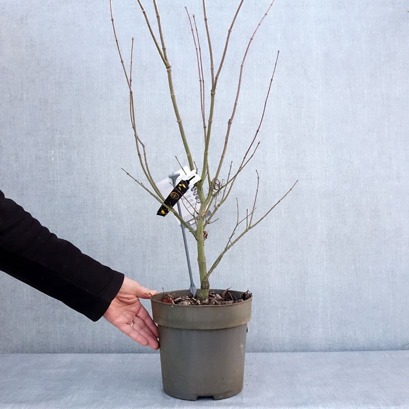 Exemplaar van Erable du Japon - Acer palmatum Villa taranto Pot de 4L/5L zoals geleverd in de winter