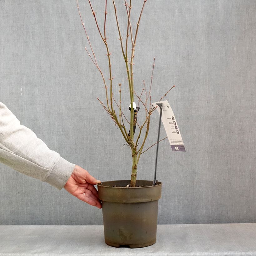 Example of Acer palmatum var. linearilobum Villa taranto - Japanse esdoorn Pot van 4 l/5 l as you get in printemps