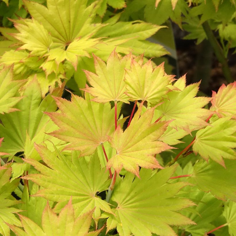 Acer shirasawanum Aureum - Japanse goudesdoorn (Blad)