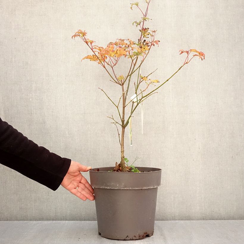 Exemplaar van Acer shirasawanum Autumn Moon - Japanse esdoorn Pot van 7,5 l/10 l zoals geleverd in de herfst