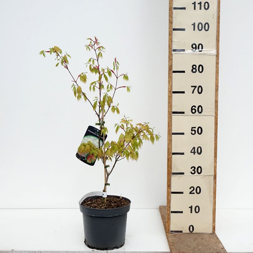 Exemplaar van Acer shirasawanum Autumn Moon - Japanse esdoorn Pot van 7,5 l/10 l zoals geleverd in de lente