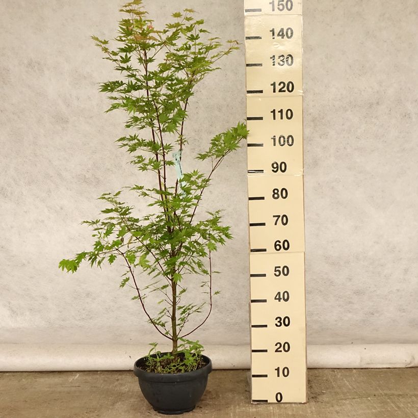 Exemplaar van Acer shirasawanum Jordan - Japanse esdoorn Inhoud 7,5 l / 10 l zoals geleverd in de zomer