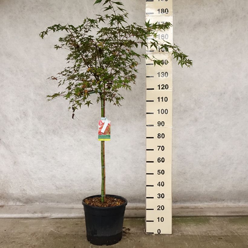 Exemplaar van Acer palmatum Beni Maiko - Japanse esdoorn Pot van 12 l/15 l, Half-hoge stam zoals geleverd in de herfst
