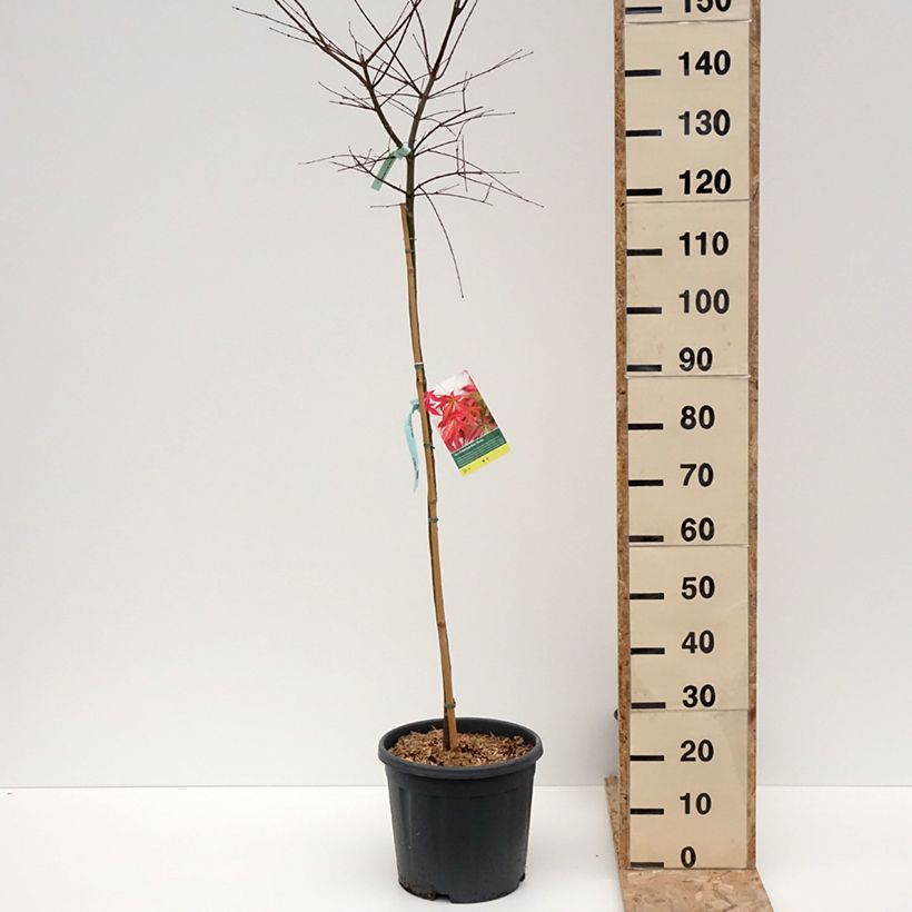 Exemplaar van Acer palmatum Beni Maiko - Japanse esdoorn Pot van 12 l/15 l, Half-hoge stam zoals geleverd in de winter
