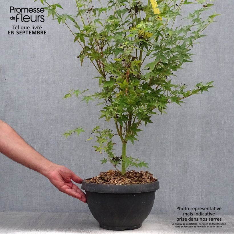 Exemplaar van Acer palmatum Bi Hoo - Japanse esdoorn Inhoud 7,5 l / 10 l zoals geleverd in de herfst