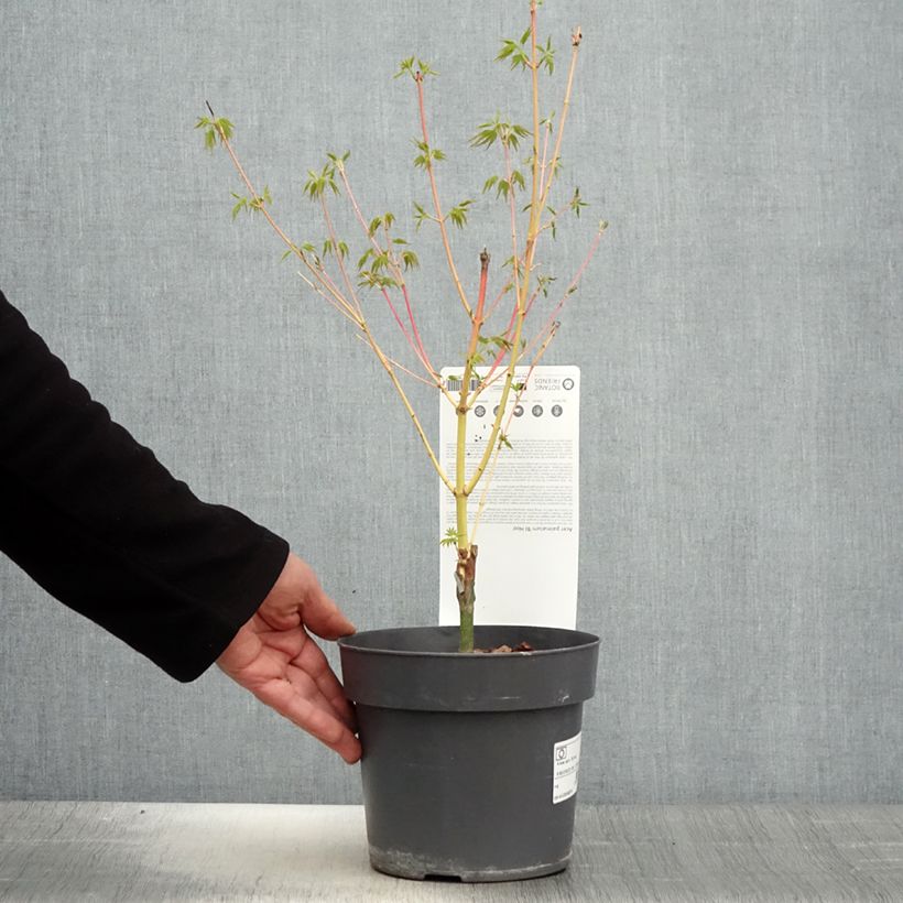 Exemplaar van Acer palmatum Bi Hoo - Japanse esdoorn Pot van 2 l/3 l zoals geleverd in de lente