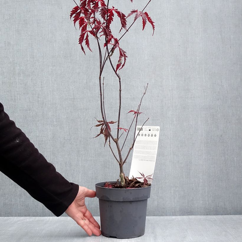 Exemplaar van Acer palmatum Black Lace - Japanse esdoorn Pot van 2 l/3 l zoals geleverd in de herfst
