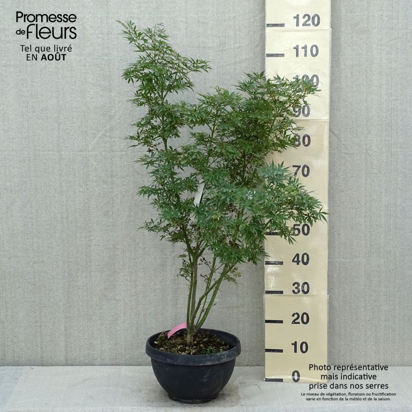 Exemplaar van Acer palmatum Jerre Schwartz - Japanse esdoorn Inhoud 7,5 l / 10 l zoals geleverd in de zomer