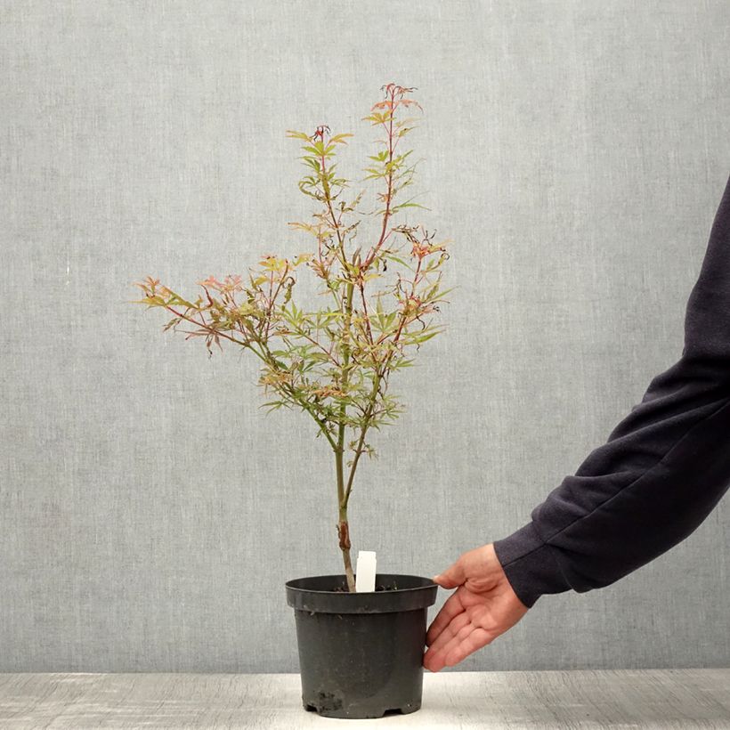 Exemplaar van Acer palmatum Jerre Schwartz - Japanse esdoorn Pot van 2 l/3 l zoals geleverd in de zomer