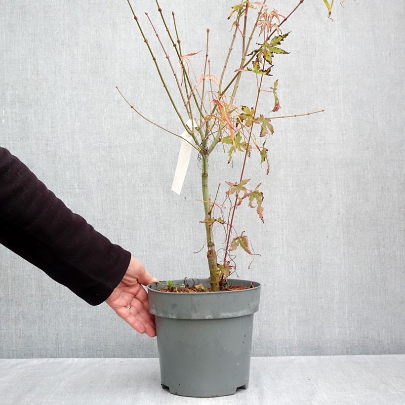 Exemplaar van Acer palmatum Koto-No-Ito - Japanse esdoorn Pot van 6 l/7 l zoals geleverd in de herfst