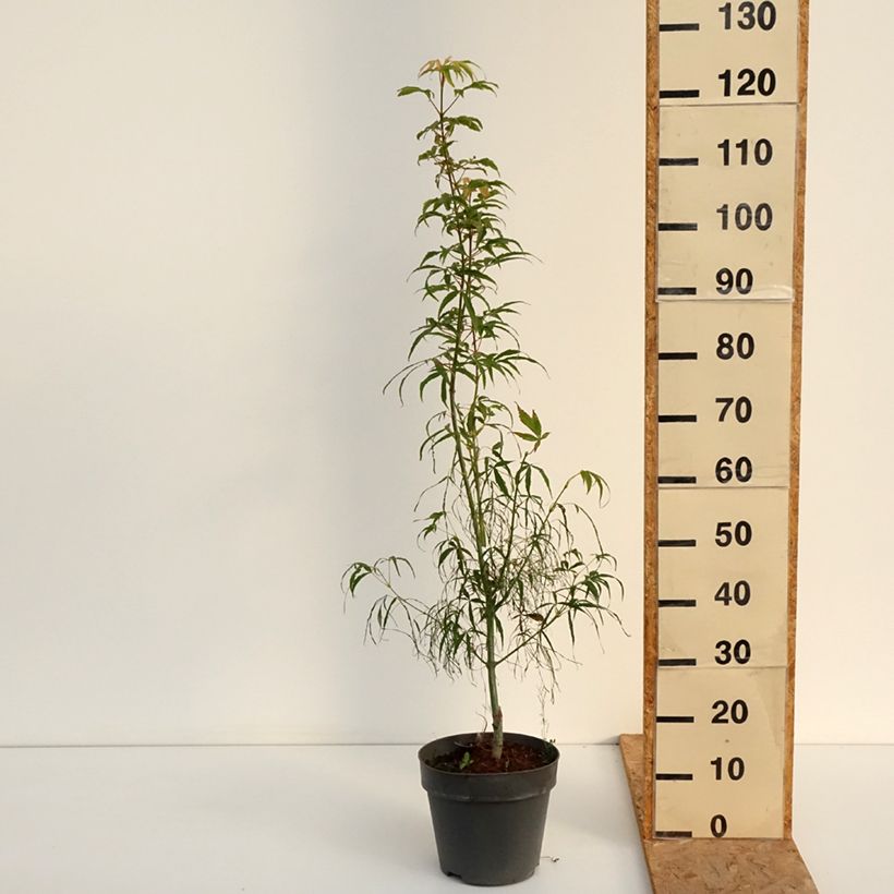 Exemplaar van Acer palmatum Koto-No-Ito - Japanse esdoorn Pot van 6 l/7 l zoals geleverd in de zomer