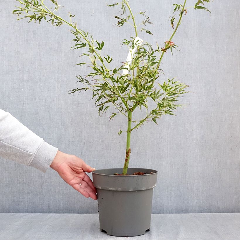 Exemplaar van Acer palmatum Manyo-No-Sato - Japanse esdoorn Pot van 4 l/5 l zoals geleverd in de herfst