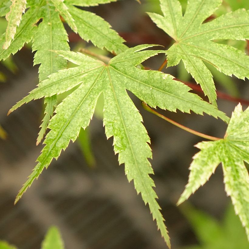 Acer palmatum Phoenix - Japanse esdoorn (Blad)
