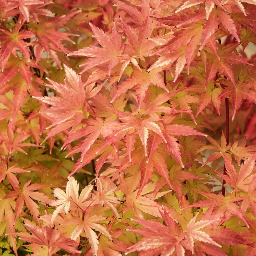 Acer palmatum Red Wood - Japanse esdoorn (Blad)
