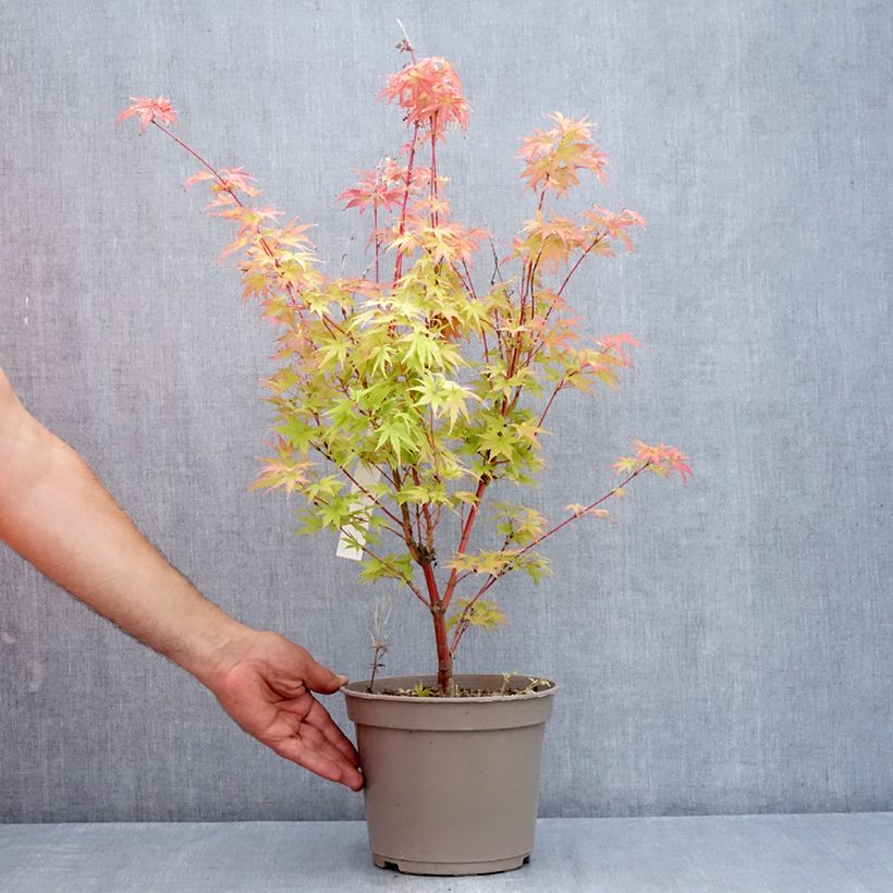 Exemplaar van Acer palmatum Red Wood - Japanse esdoorn Pot van 4 l/5 l zoals geleverd in de zomer