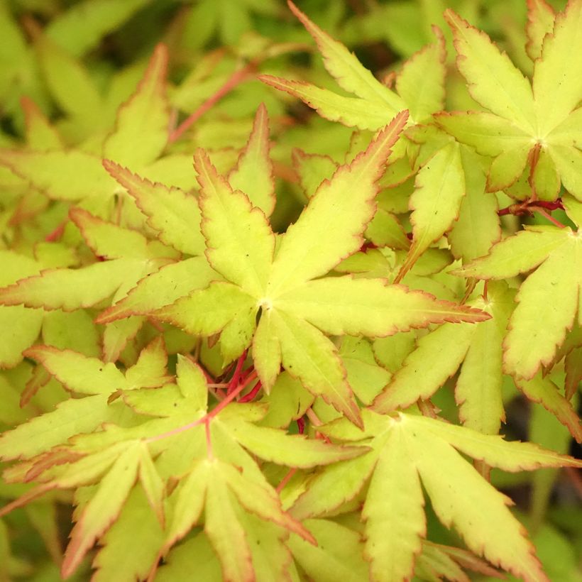 Acer palmatum Ueno Yama - Japanse esdoorn (Blad)