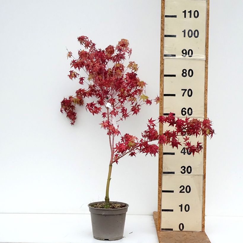 Exemplaar van Acer palmatum Ueno Yama - Japanse esdoorn Pot van 4 l/5 l zoals geleverd in de herfst
