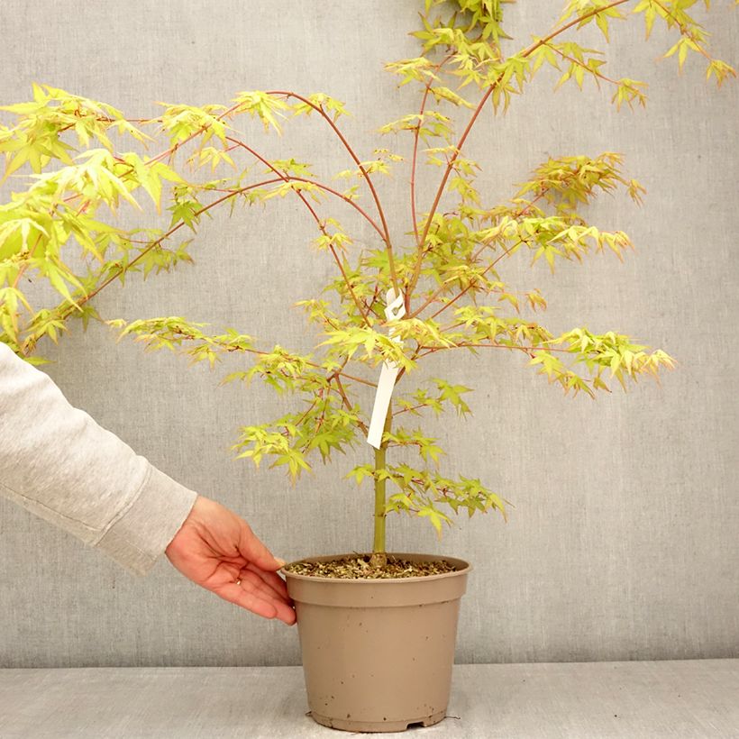 Exemplaar van Acer palmatum Ueno Yama - Japanse esdoorn Pot van 4 l/5 l zoals geleverd in de lente