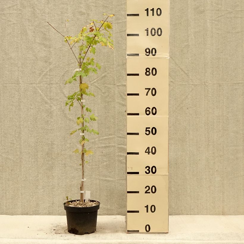 Exemplaar van Acer x orientalia Minorient -  Esdoorn Pot van 3 l/4 l zoals geleverd in de herfst