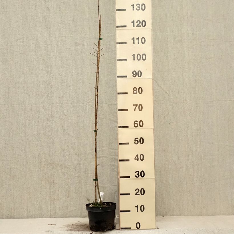 Exemplaar van Acer x orientalia Minorient -  Esdoorn Pot van 3 l/4 l zoals geleverd in de lente