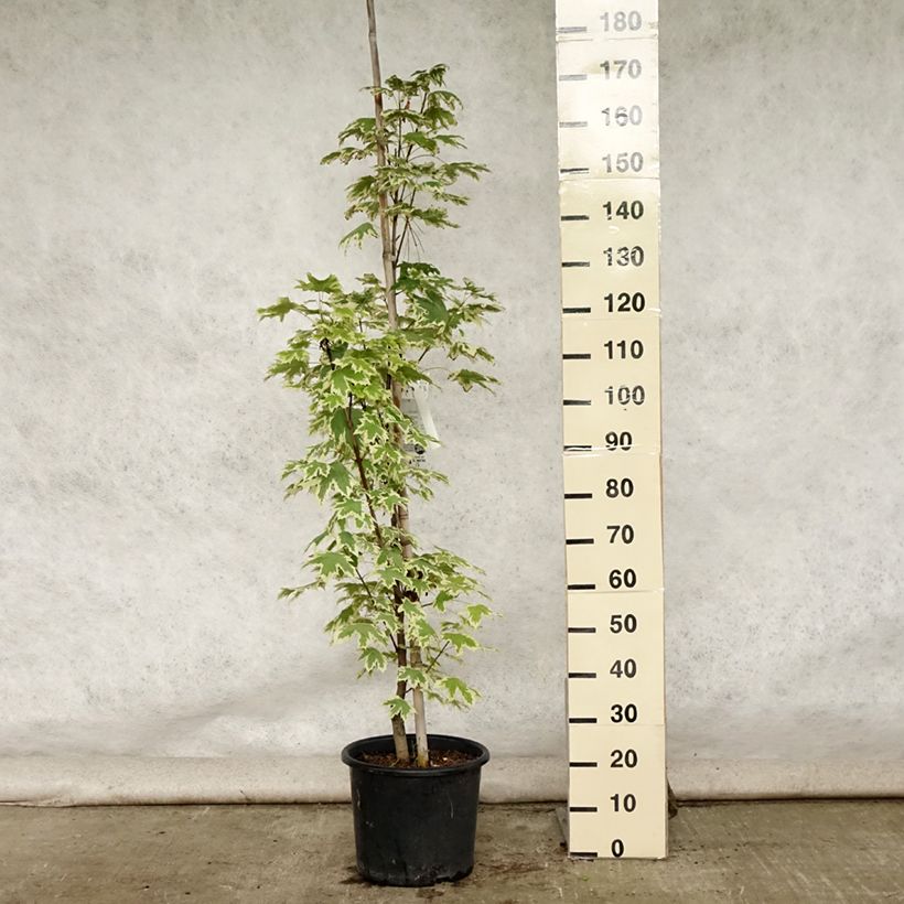 Exemplaar van Acer platanoides Drummondii - Noorse esdoorn Pot van 12 l/15 l, Kroonhoogte zoals geleverd in de zomer