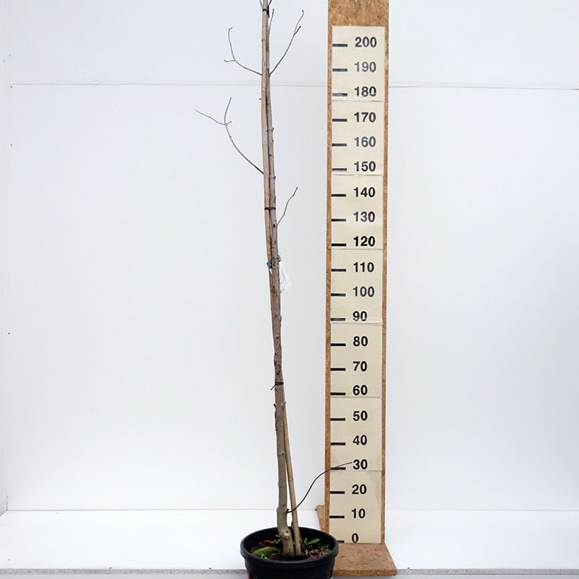 Exemplaar van Acer platanoides Crimson King - Noorse esdoorn Pot van 20 l/25 l zoals geleverd in de herfst