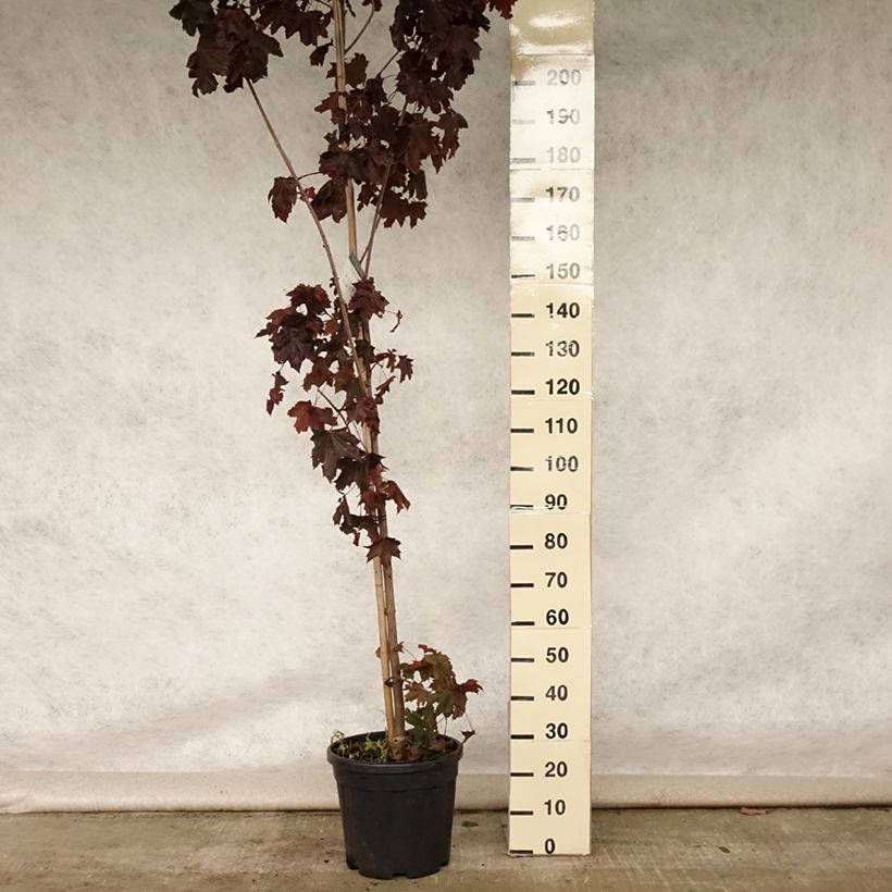 Exemplaar van Acer platanoides Crimson King - Noorse esdoorn Pot van 20 l/25 l zoals geleverd in de zomer