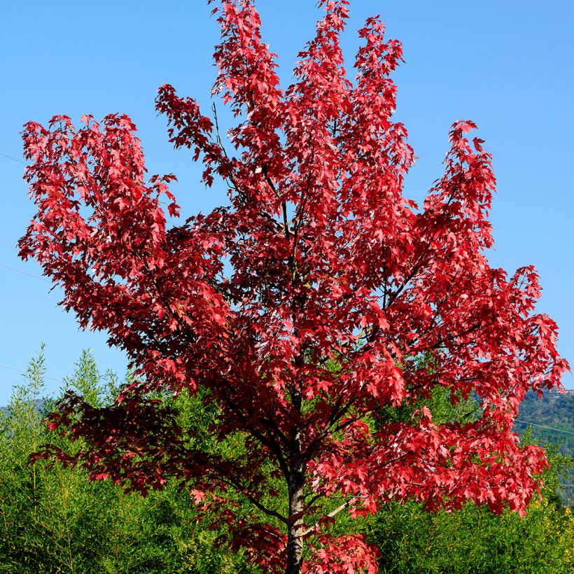 Acer rubrum - Rode esdoorn (Groeiplaats)