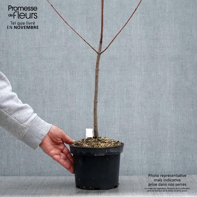 Exemplaar van Érable rouge - Acer rubrum Pot de 3L/4L zoals geleverd in de herfst
