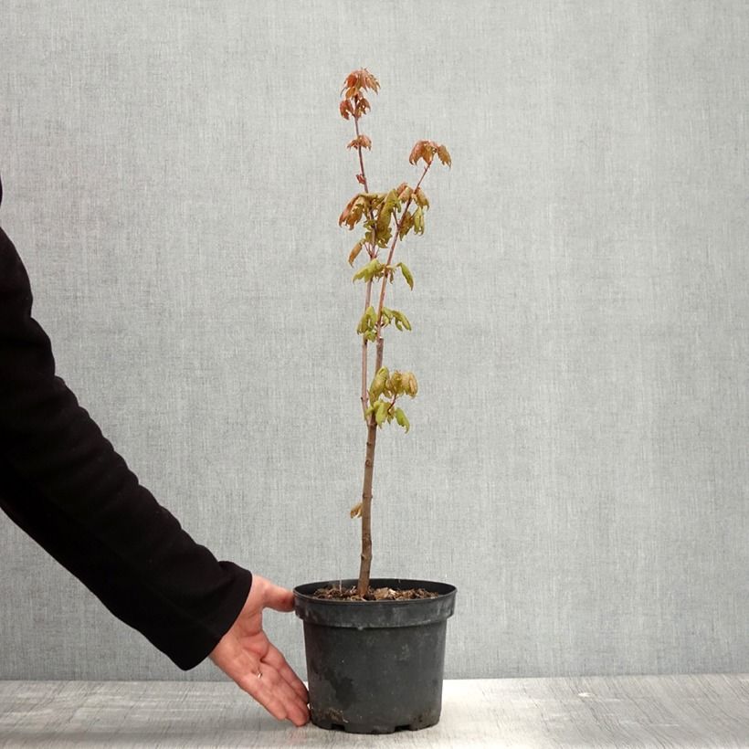 Exemplaar van Acer rubrum - Rode esdoorn Pot van 3 l/4 l zoals geleverd in de lente