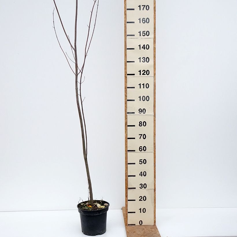 Exemplaar van Acer rubrum - Rode esdoorn Pot van 7,5 l/10 l zoals geleverd in de herfst