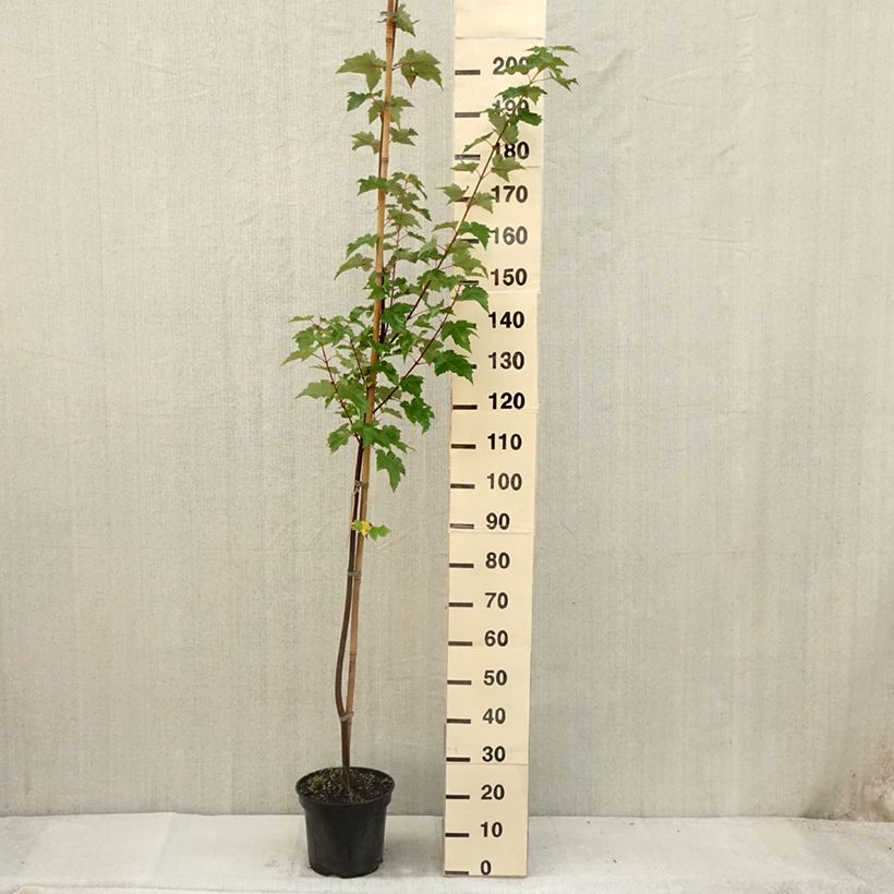 Exemplaar van Acer rubrum - Rode esdoorn Pot van 7,5 l/10 l zoals geleverd in de zomer