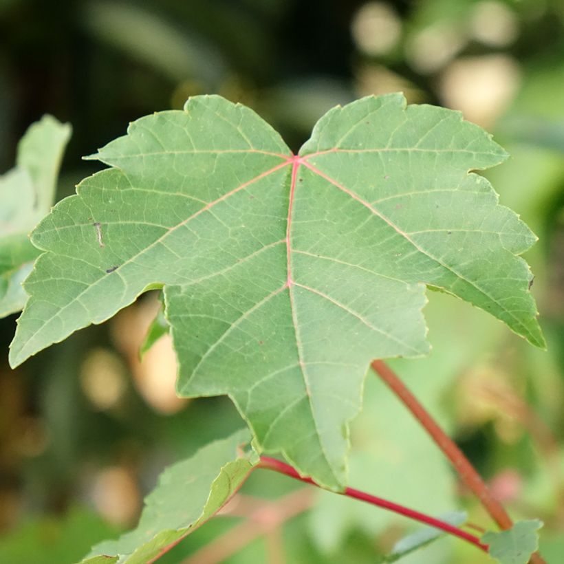 Acer rubrum - Rode esdoorn (Blad)