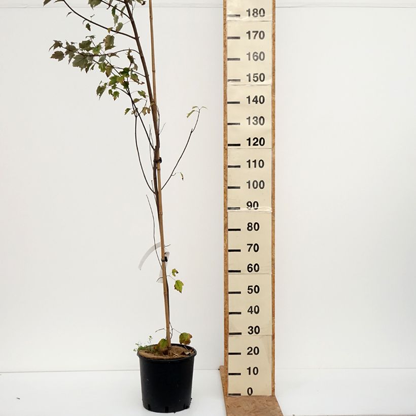 Exemplaar van Acer rubrum Summer Red - Rode esdoorn Pot van 12 l/15 l zoals geleverd in de herfst