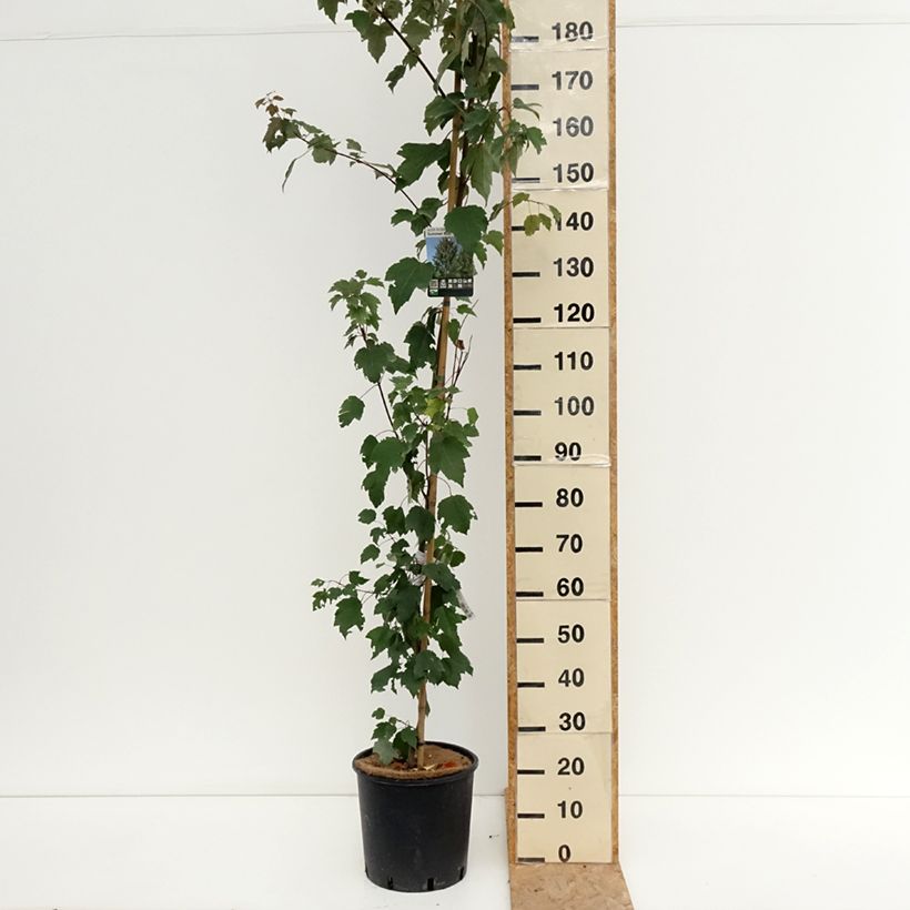 Exemplaar van Acer rubrum Summer Red - Rode esdoorn Pot van 12 l/15 l zoals geleverd in de zomer