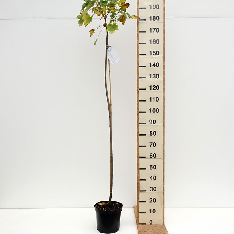 Exemplaar van Acer pseudoplatanus Leats Cottage - Gewone esdoorn Pot van 7,5 l/10 l, Stengel zoals geleverd in de herfst