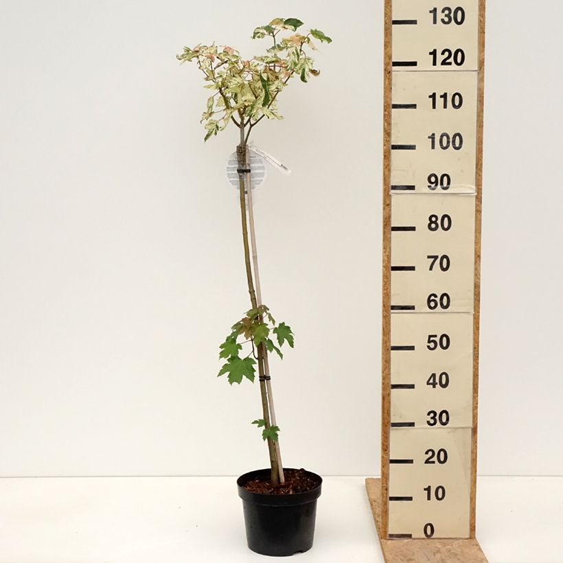 Exemplaar van Acer pseudoplatanus Simon-Louis Frères - Gewone esdoorn Pot van 4 l/5 l, Stengel zoals geleverd in de lente