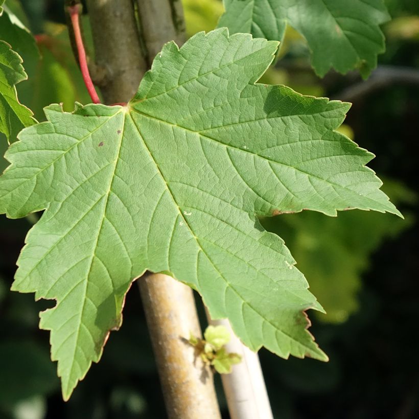 Acer pseudoplatanus Simon-Louis Frères - Gewone esdoorn (Blad)