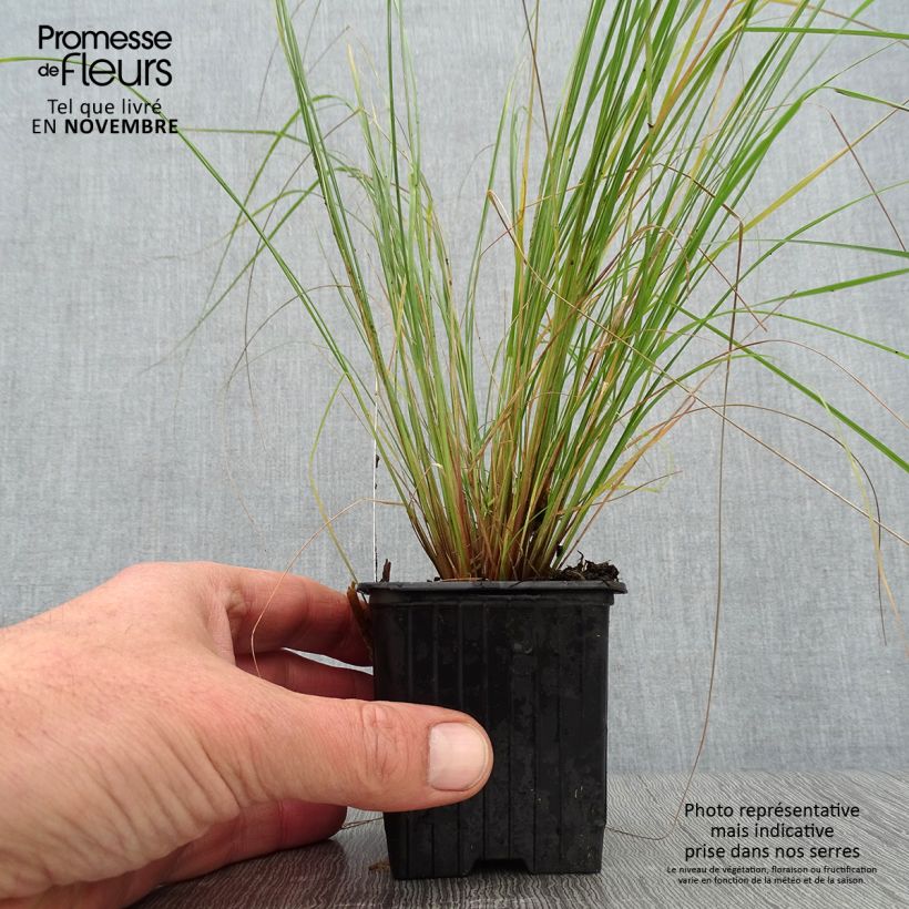 Exemplaar van Eragrostis curvula - Liefdesgras Kweekpotje van 8/9 cm zoals geleverd in de herfst