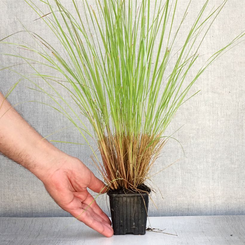 Exemplaar van Eragrostis curvula - Liefdesgras Kweekpotje van 8/9 cm zoals geleverd in de zomer