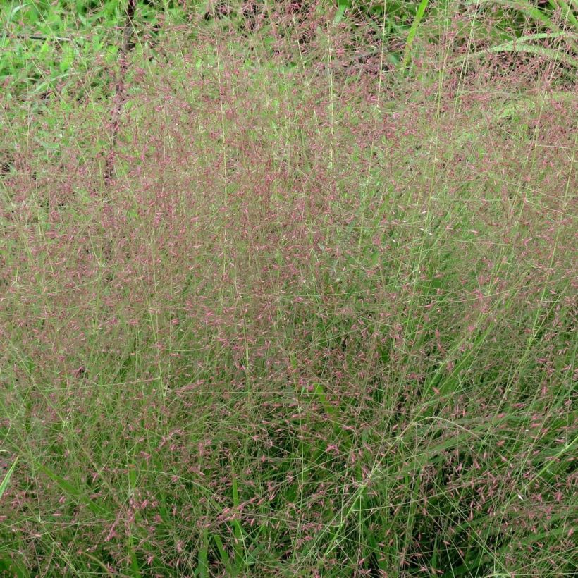 Eragrostis spectabilis - Liefdesgras (Bloei)