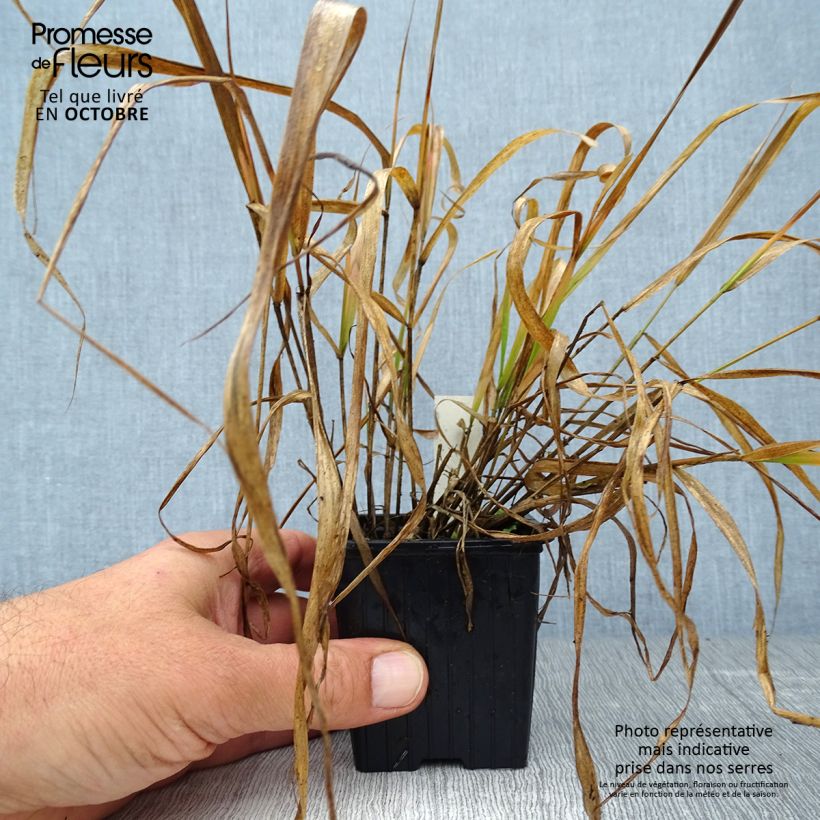Exemplaar van Eragrostis spectabilis - Liefdesgras Kweekpotje van 8/9 cm zoals geleverd in de herfst