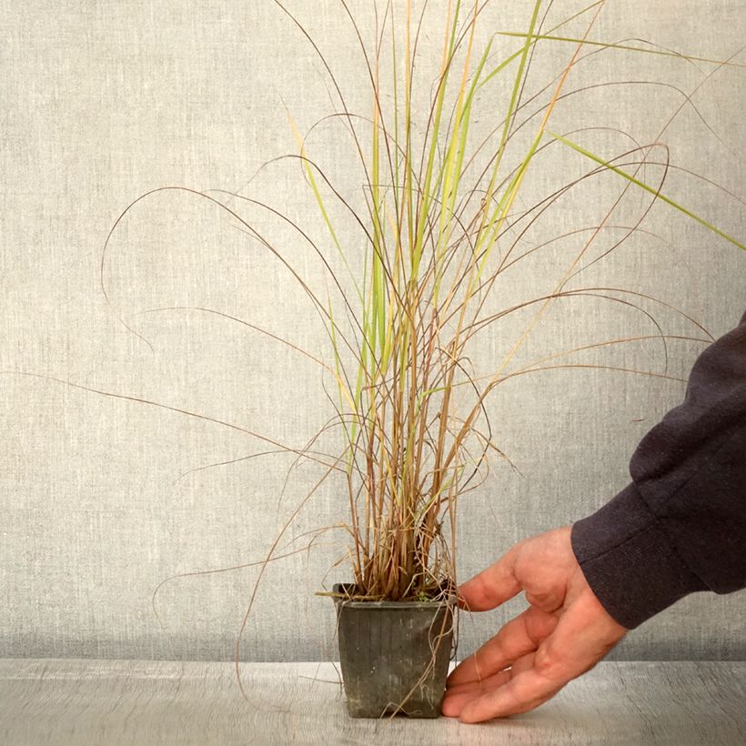 Exemplaar van Eragrostis trichodes - Liefdesgras Kweekpotje van 8/9 cm zoals geleverd in de herfst
