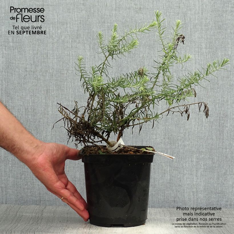 Exemplaar van Eremophila Beryls Blue Pot van 3 l/4 l zoals geleverd in de herfst