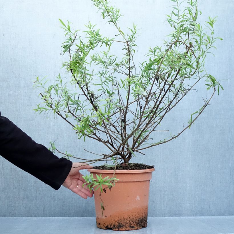 Exemplaar van Eremophila laanii - Emustruik Pot van 7,5 l/10 l zoals geleverd in de herfst