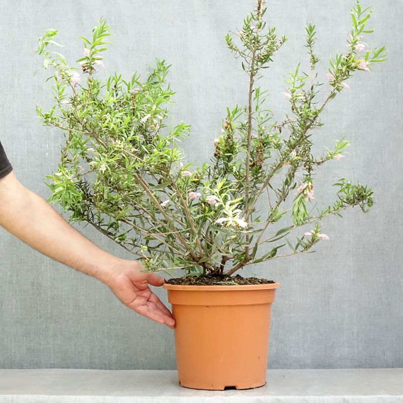 Exemplaar van Eremophila laanii - Emustruik Pot van 7,5 l/10 l zoals geleverd in de lente