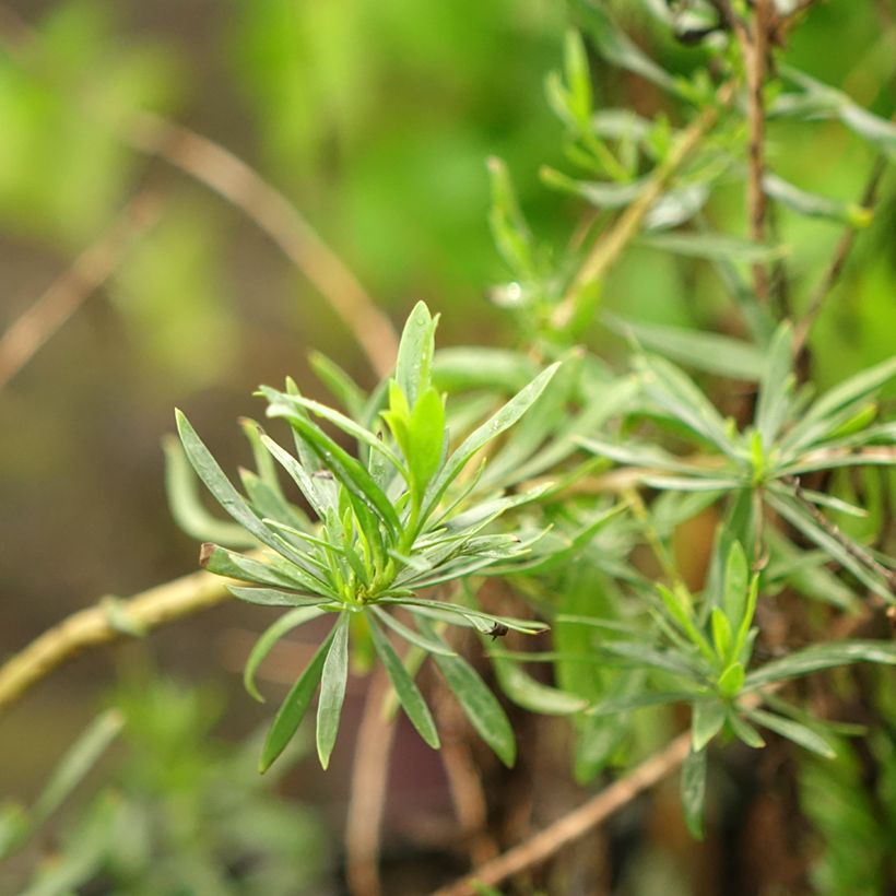 Eremophila maculata Aurea - Emustruik (Blad)